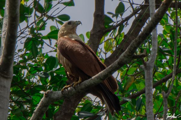 Brahminenwey / Brahminy kite