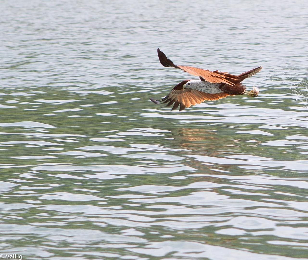 Brahminy Kite Eagle