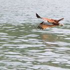 Brahminy Kite Eagle