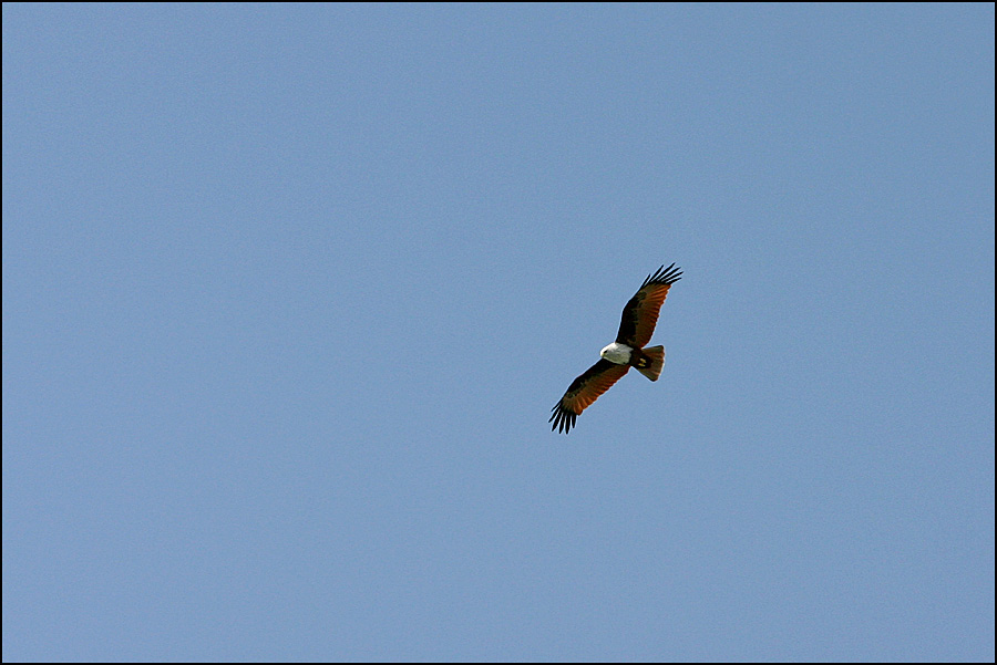 Brahminy Kite - Haliastur indus