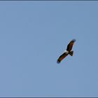 Brahminy Kite - Haliastur indus