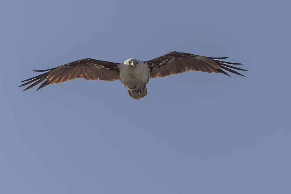 Brahminy Kite im Abendlicht