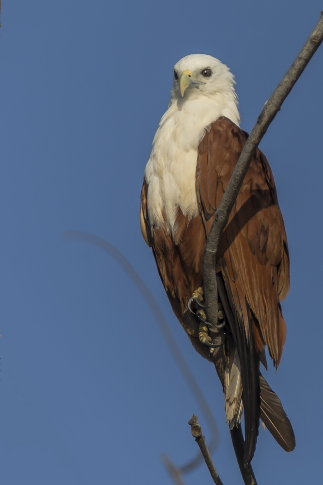 Brahminy Kite im Profil