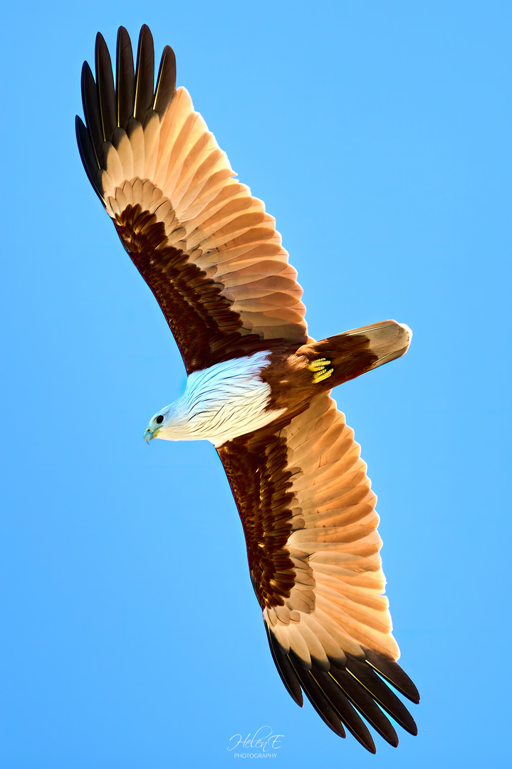 BrahminyKite