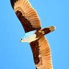 BrahminyKite