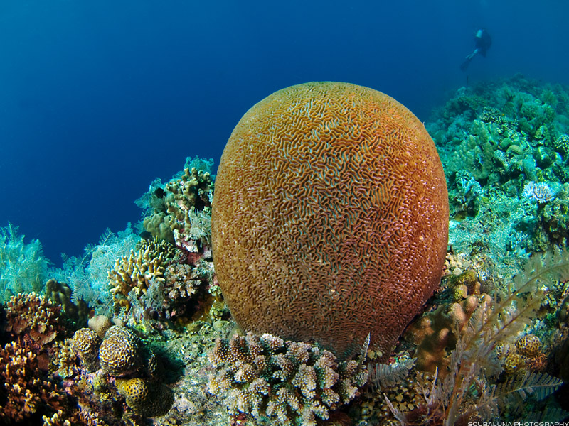 Brain Coral