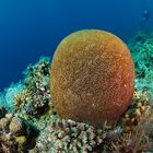 Brain Coral