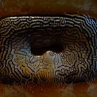 Brain coral Labyrinth