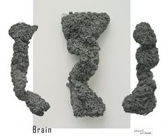 Brain