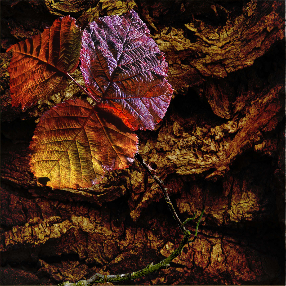 Bramble leaf on bark 
