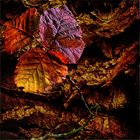 Bramble leaf on bark 