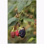 Brambleberries ~ blackberries....