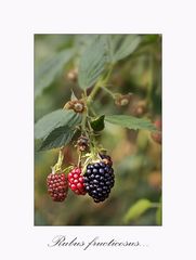 Brambleberries ~ blackberries....