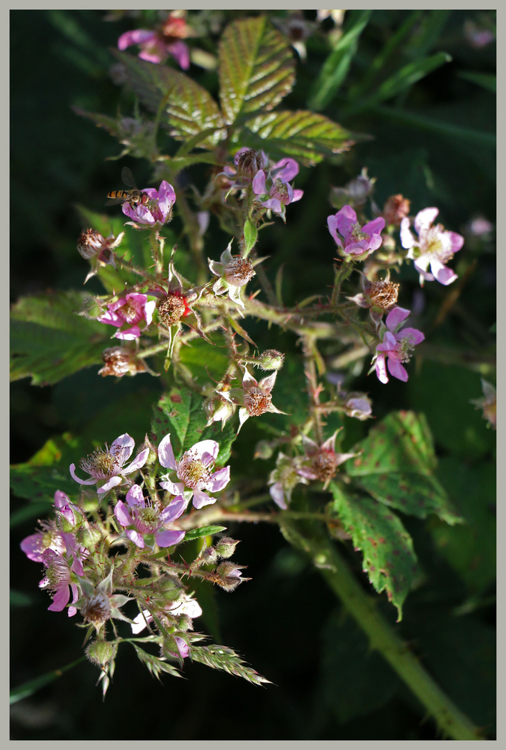 brambles