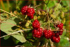 brambles-Brombeeren