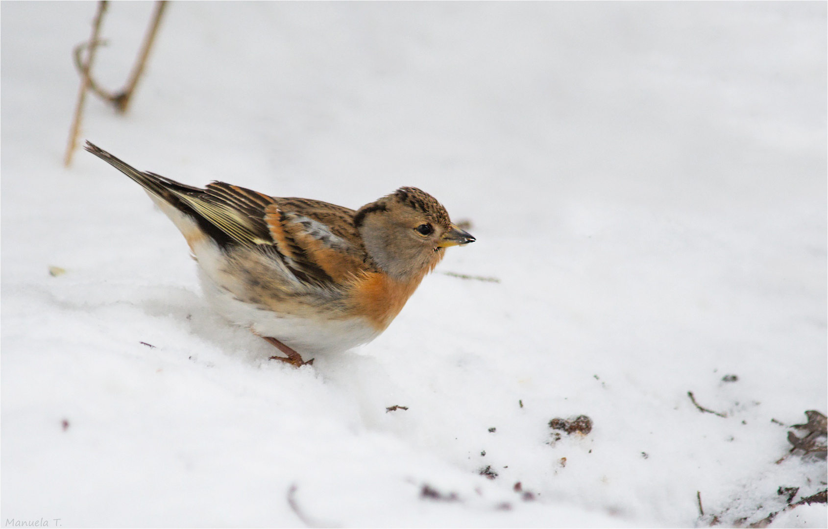 Brambling