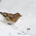 Brambling