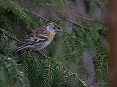 Brambling female