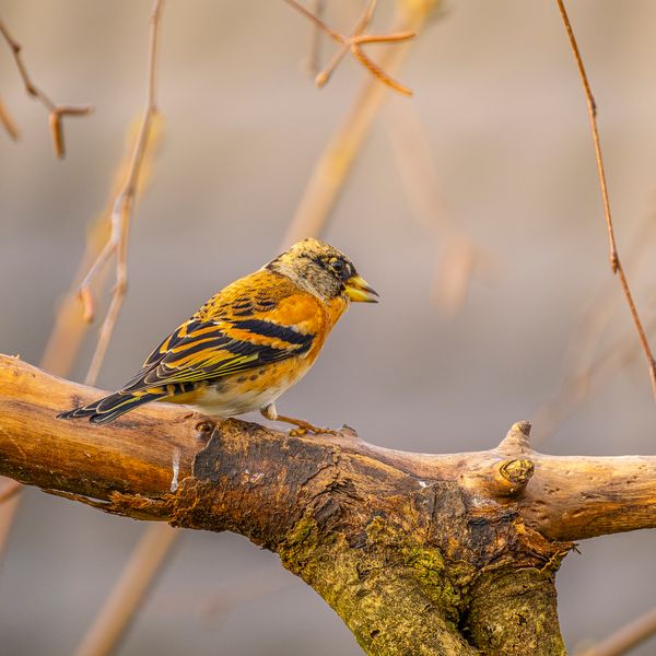 Brambling (fringilla montifringilla)2024