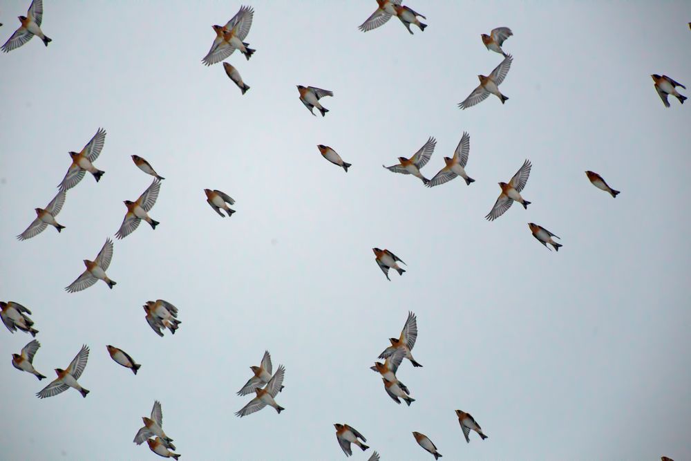 Bramblings