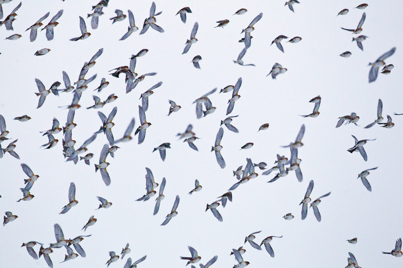 Bramblings heading to a 2 Million head sleeping place in Hesse