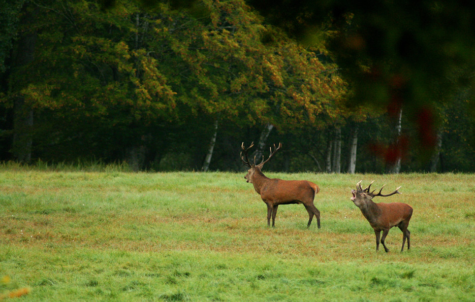 Brame à Chambord.