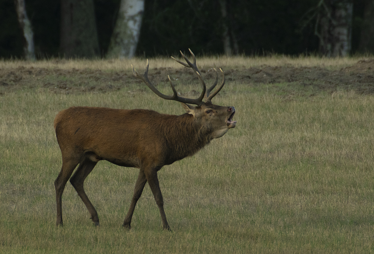 Brame (Cervus elaphus, cerf élaphe)