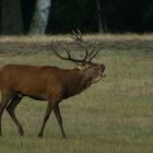 Brame (Cervus elaphus, cerf élaphe)