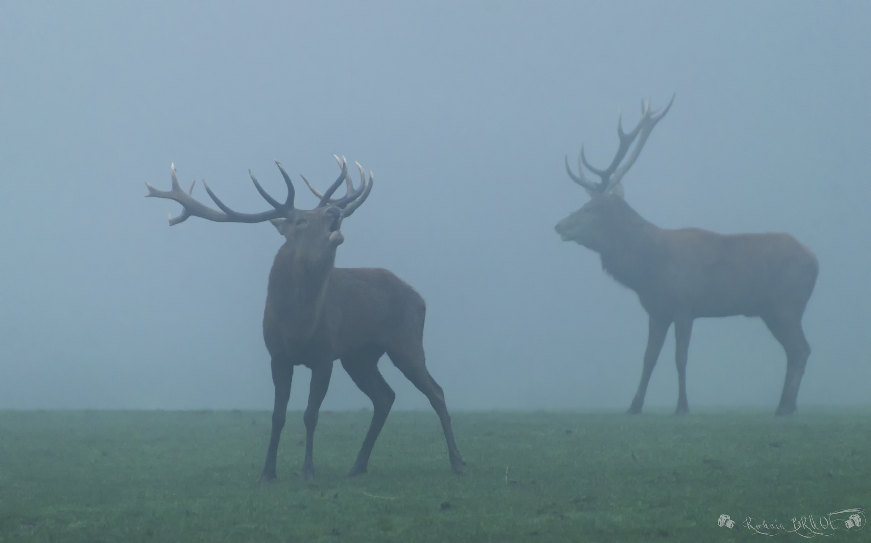 Brame dans la brume