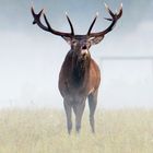 Brame du cerf à Senlis