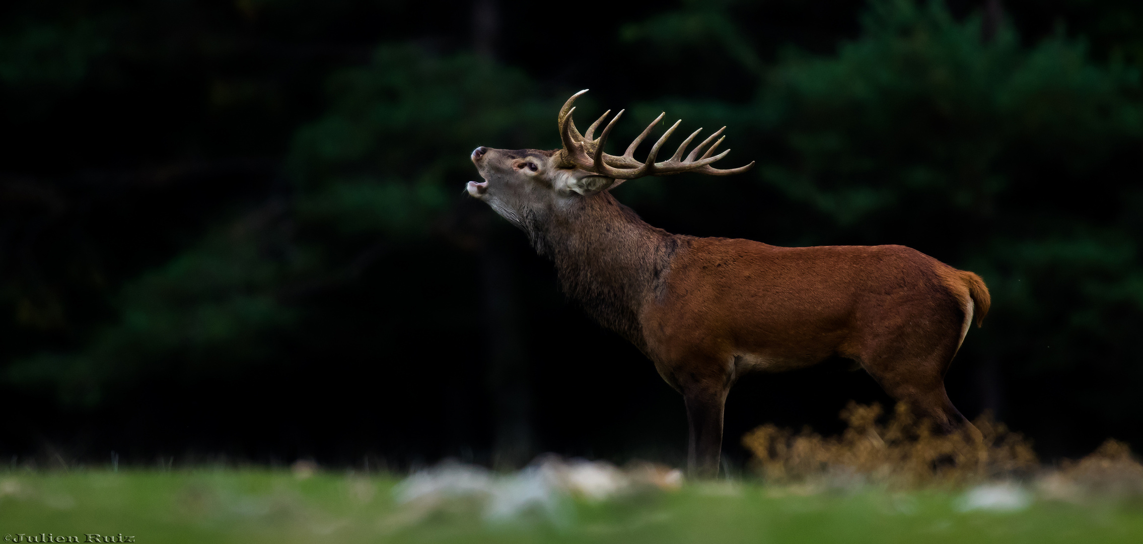 Brame du cerf photo et image  animaux, animaux sauvages, cervidés