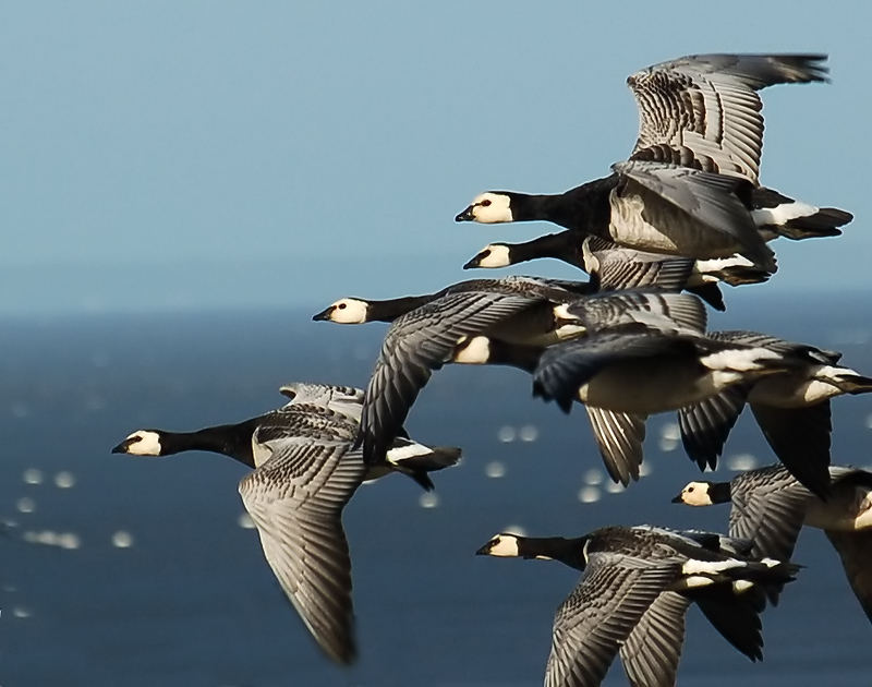 Bramgæs på træk (Barnacle Goose)