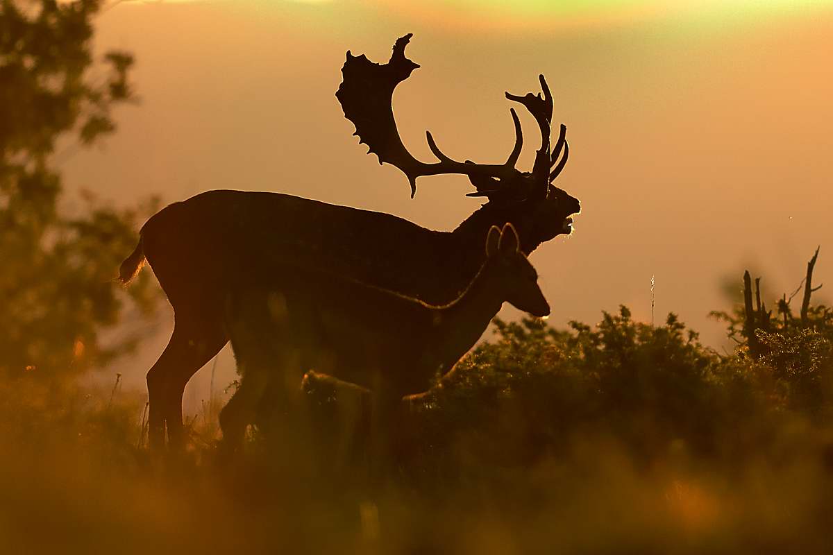 Bramito all'alba