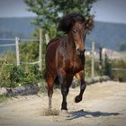 Brana in Bewegung - Isländer Stute