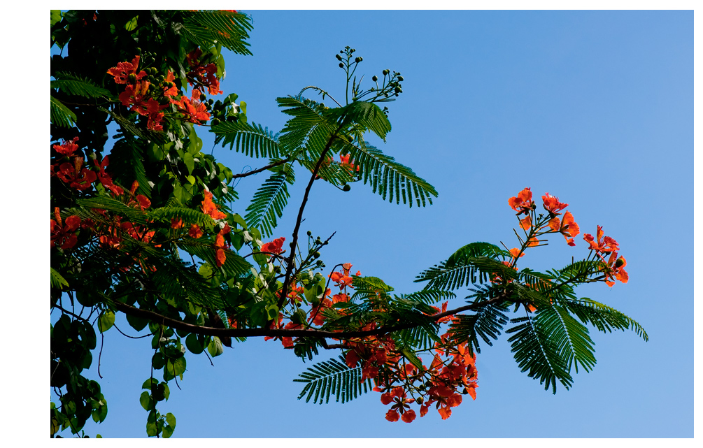 Branch from the Flame Tree