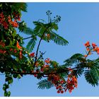 Branch from the Flame Tree