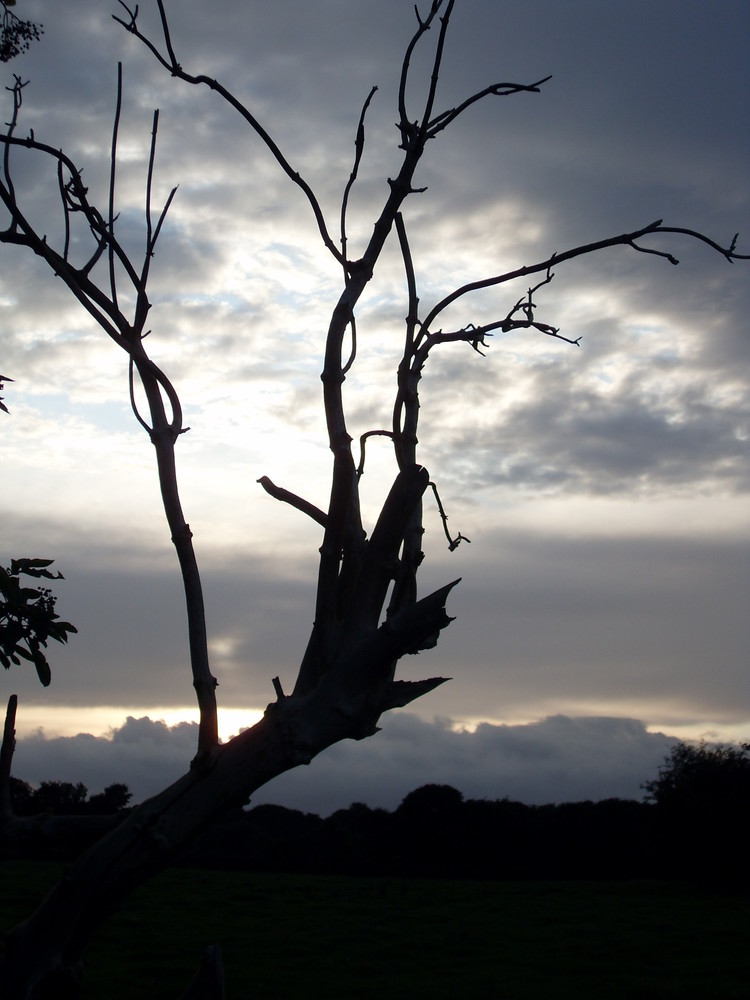 branch of a tree at sunset