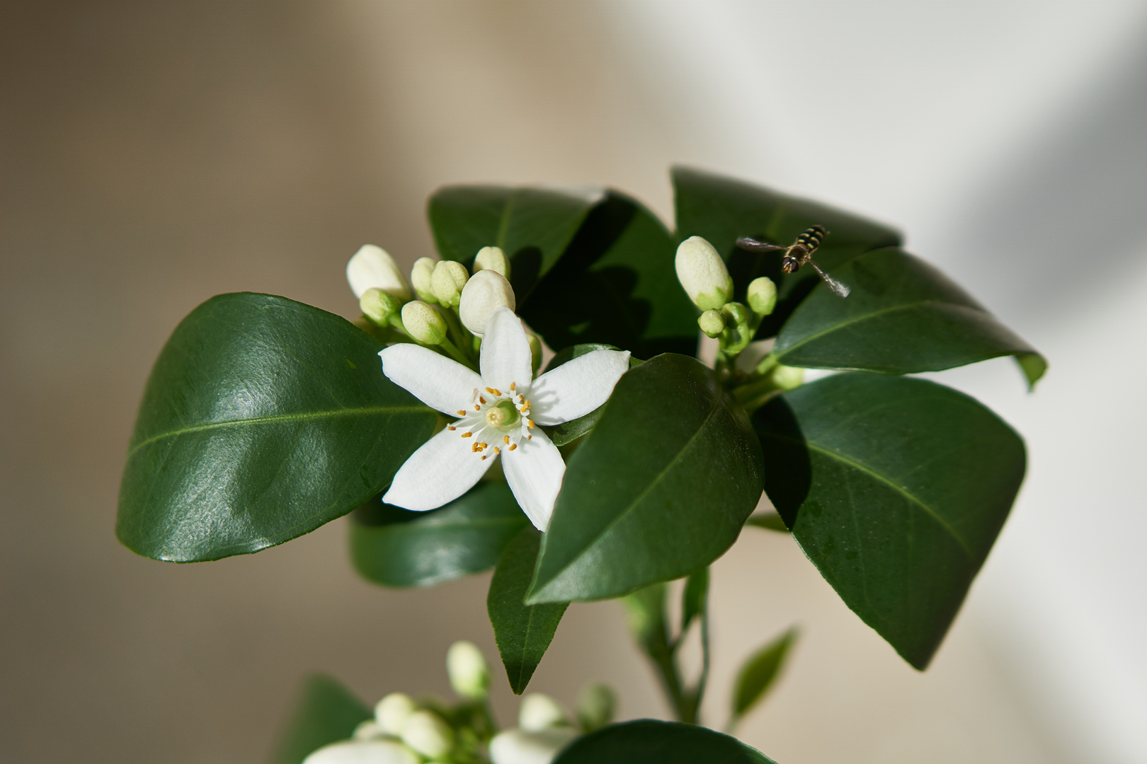 Branch of an orange tree with flowers