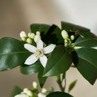 Branch of an orange tree with flowers