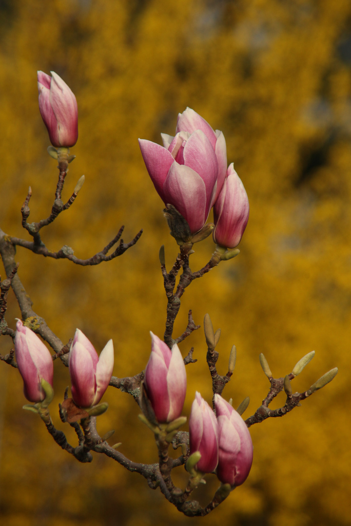 Branch of Magnolias