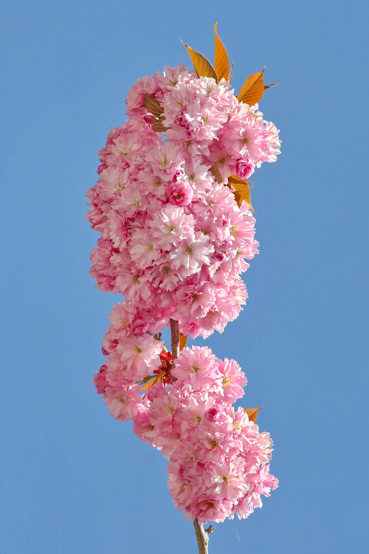 Branch of Pink Flowers