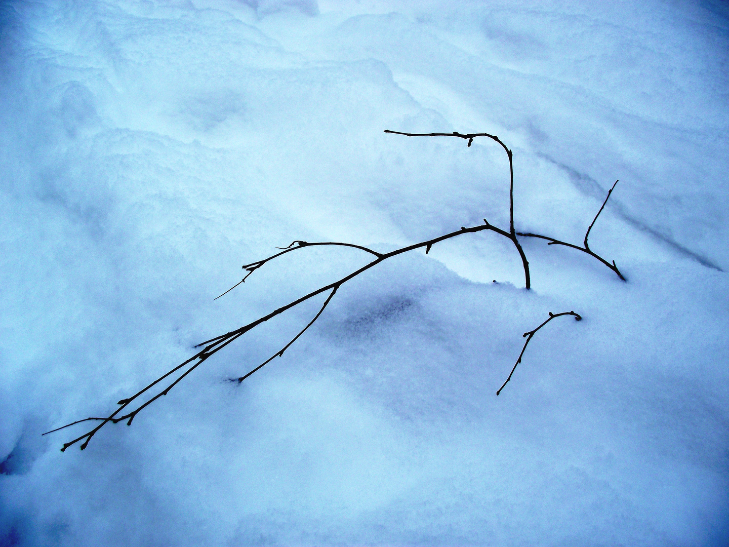 branch on the snow