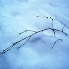 branch on the snow