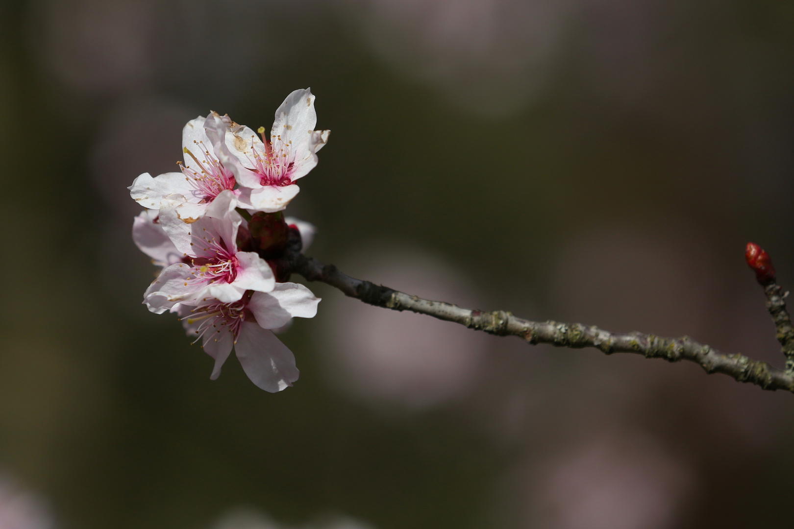 Branch with Cherry Blossoms