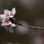 Branch with Cherry Blossoms