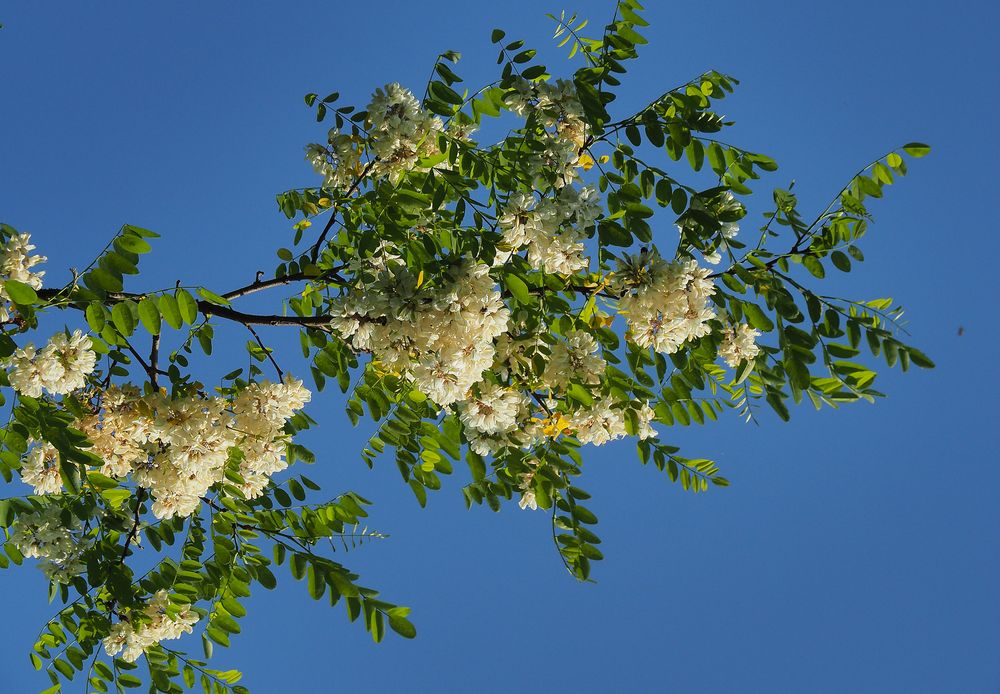 Branche d’acacia sur fond de ciel bleu…