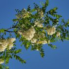 Branche d’acacia sur fond de ciel bleu…