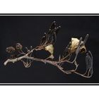 Branche d'aulne