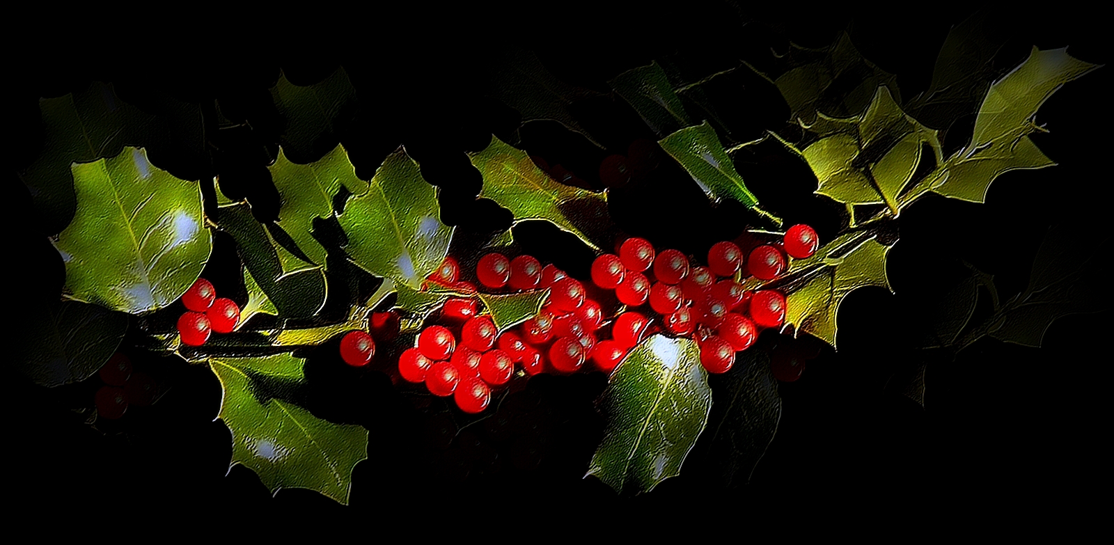 BRANCHE DE HOUX DU JARDIN