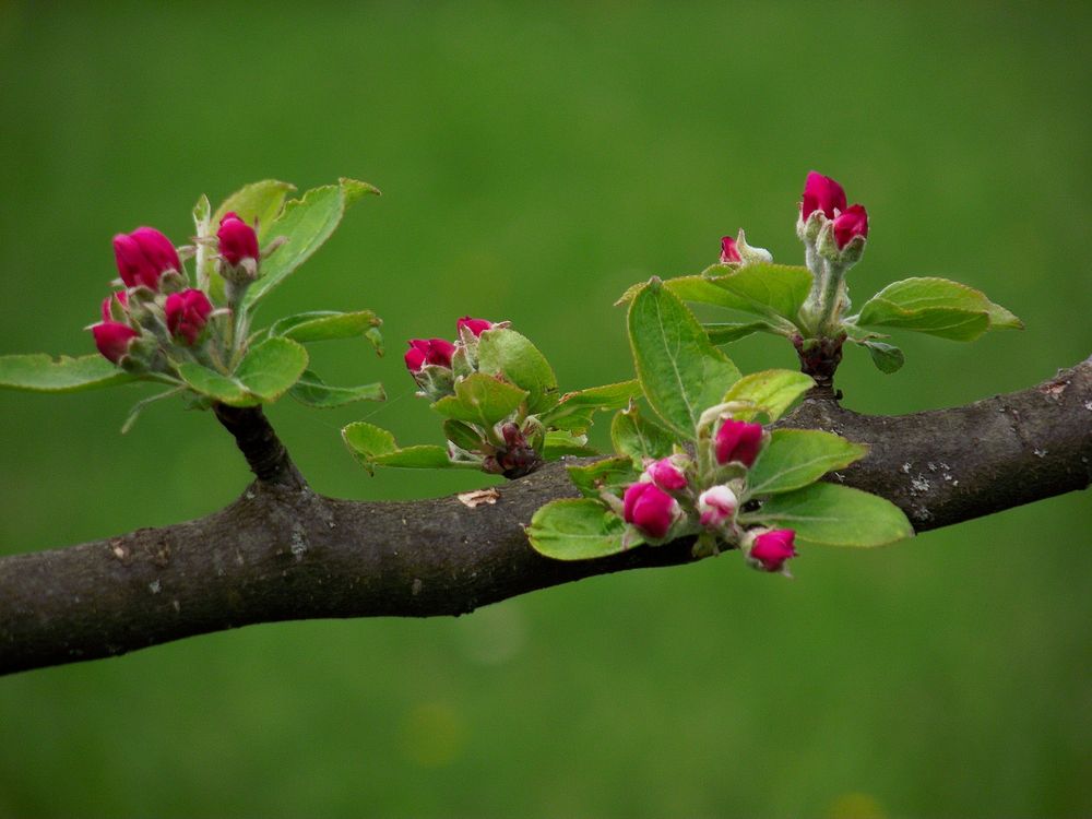 BRANCHE DE POMMIER EN FLEUR